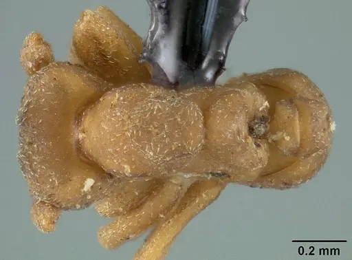 Cyphomyrmex peltatus specimen USNMENT00446586 image usnment00446586_1