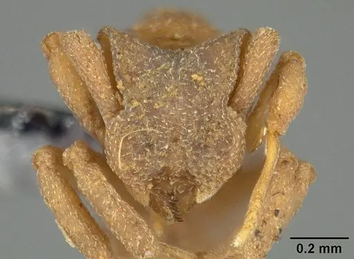 Cyphomyrmex peltatus specimen USNMENT00446586 image usnment00446586_2