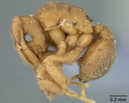 Cyphomyrmex peltatus specimen USNMENT00446586 image usnment00446586_3