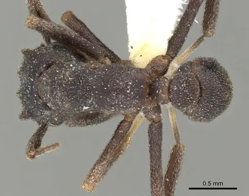 Cyphomyrmex podargus specimen CASENT0901671 image casent0901671_1