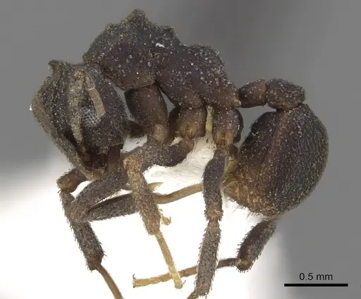 Cyphomyrmex podargus specimen CASENT0901671 image casent0901671_3