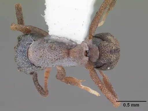 Cyphomyrmex rimosus specimen CASENT0103839 image casent0103839_1