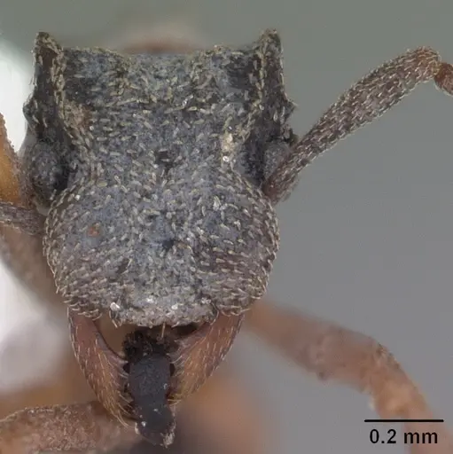 Cyphomyrmex rimosus specimen CASENT0103839 image casent0103839_2