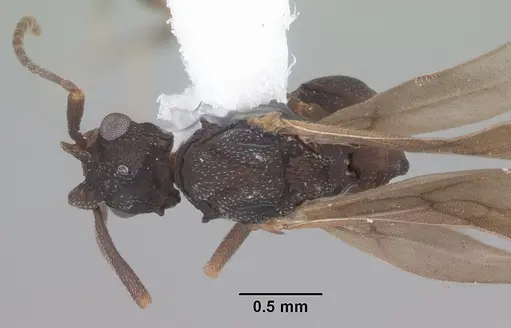 Cyphomyrmex rimosus specimen CASENT0103840 image casent0103840_1