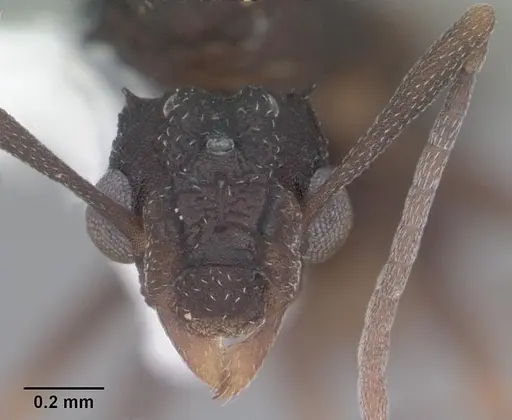 Cyphomyrmex rimosus specimen CASENT0103840 image casent0103840_2