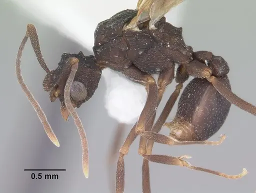 Cyphomyrmex rimosus specimen CASENT0103840 image casent0103840_3
