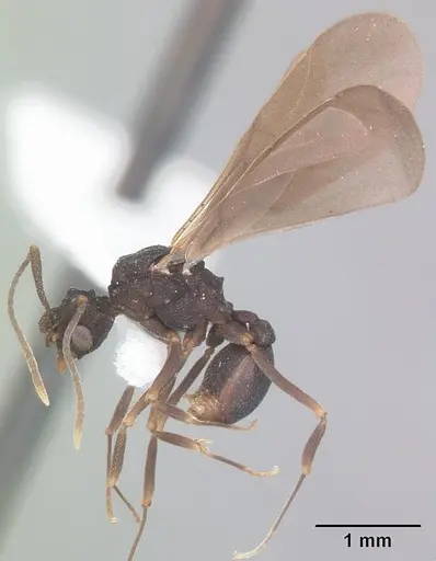 Cyphomyrmex rimosus specimen CASENT0103840 image casent0103840_4