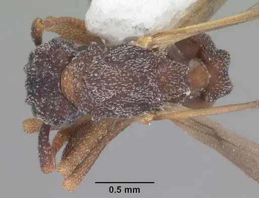 Cyphomyrmex rimosus specimen CASENT0103846 image casent0103846_1