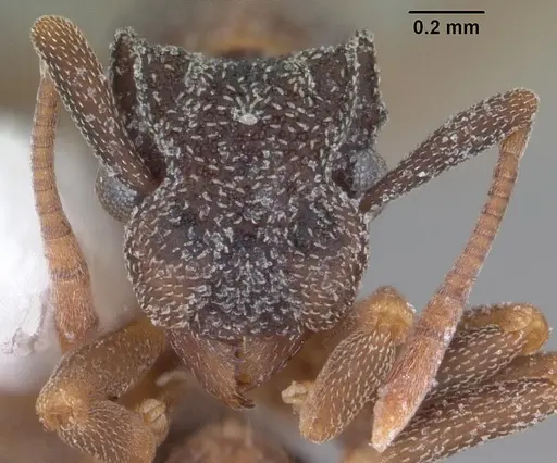 Cyphomyrmex rimosus specimen CASENT0103846 image casent0103846_2