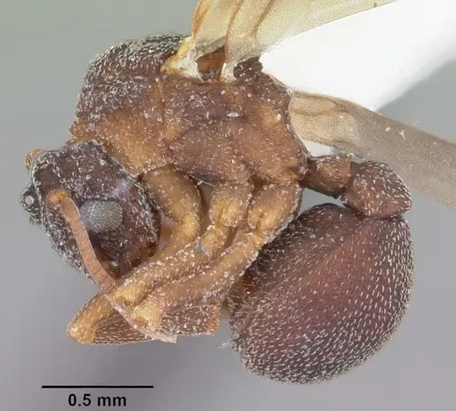 Cyphomyrmex rimosus specimen CASENT0103846 image casent0103846_3