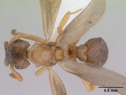 Cyphomyrmex rimosus specimen CASENT0173242 image casent0173242_1