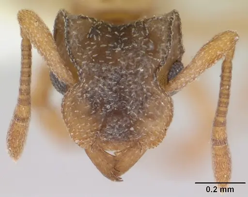 Cyphomyrmex rimosus specimen CASENT0173242 image casent0173242_3