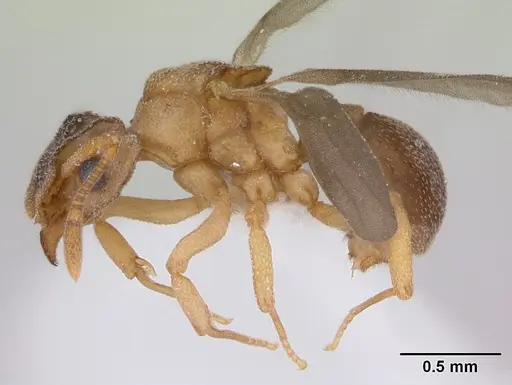 Cyphomyrmex rimosus specimen CASENT0173242 image casent0173242_4