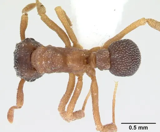 Cyphomyrmex rimosus specimen CASENT0173243 image casent0173243_1