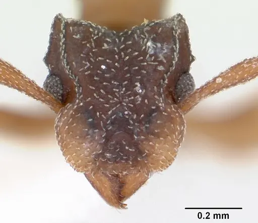 Cyphomyrmex rimosus specimen CASENT0173243 image casent0173243_2