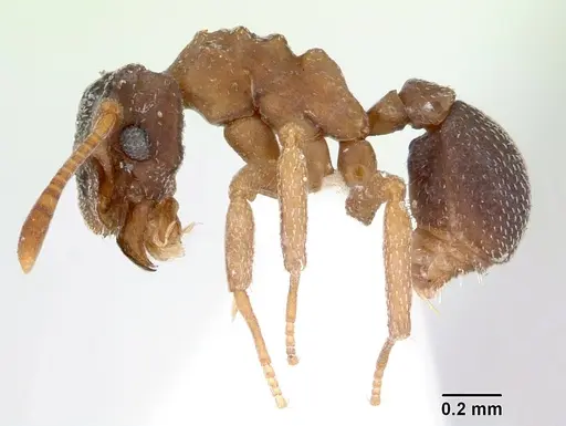 Cyphomyrmex rimosus specimen CASENT0173243 image casent0173243_3