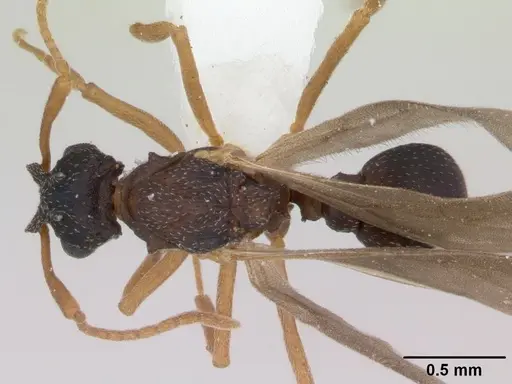 Cyphomyrmex rimosus specimen CASENT0173244 image casent0173244_1