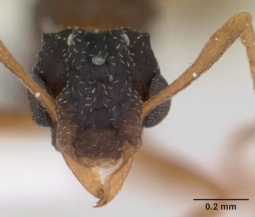 Cyphomyrmex rimosus specimen CASENT0173244 image casent0173244_2