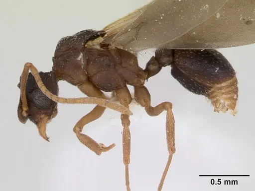 Cyphomyrmex rimosus specimen CASENT0173244 image casent0173244_3