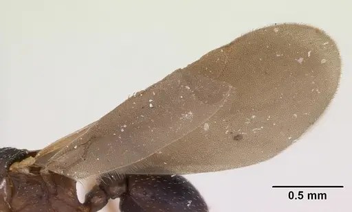 Cyphomyrmex rimosus specimen CASENT0173244 image casent0173244_4