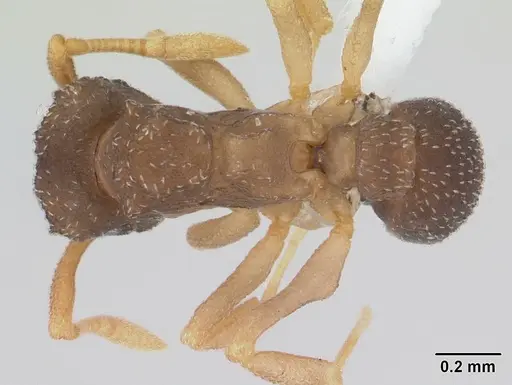 Cyphomyrmex rimosus specimen CASENT0178657 image casent0178657_1