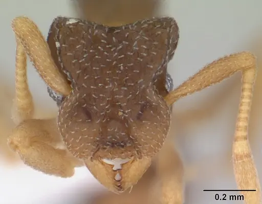 Cyphomyrmex rimosus specimen CASENT0178657 image casent0178657_2