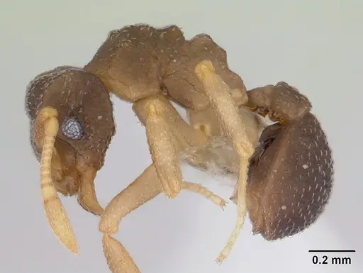 Cyphomyrmex rimosus specimen CASENT0178657 image casent0178657_3