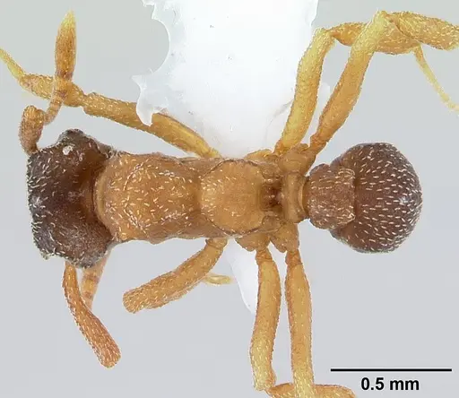 Cyphomyrmex rimosus specimen CASENT0179472 image casent0179472_1