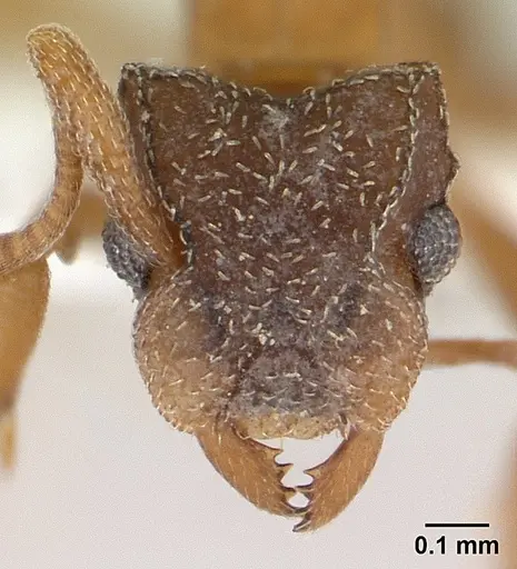Cyphomyrmex rimosus specimen CASENT0179472 image casent0179472_2