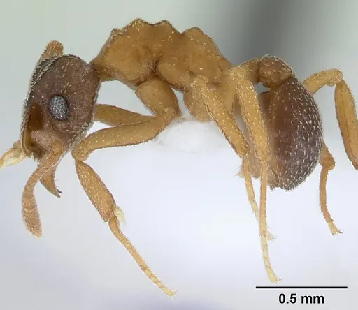 Cyphomyrmex rimosus specimen CASENT0179472 image casent0179472_3