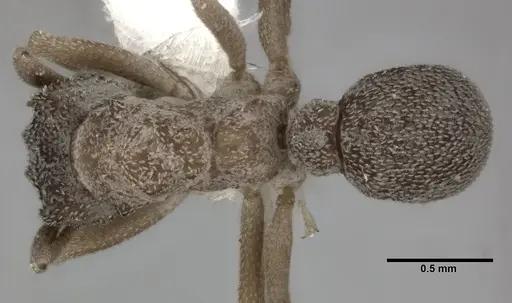 Cyphomyrmex rimosus specimen CASENT0246039 image casent0246039_1