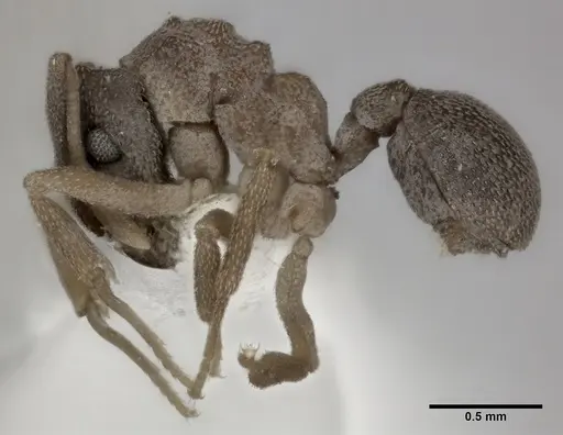 Cyphomyrmex rimosus specimen CASENT0246039 image casent0246039_3