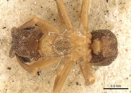 Cyphomyrmex rimosus specimen CASENT0901675 image casent0901675_1