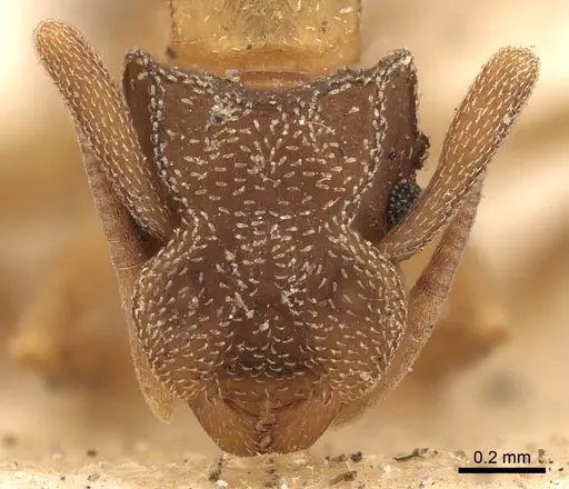 Cyphomyrmex rimosus specimen CASENT0901675 image casent0901675_2