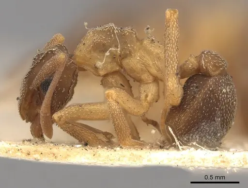 Cyphomyrmex rimosus specimen CASENT0901675 image casent0901675_3
