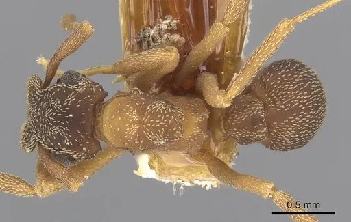 Cyphomyrmex rimosus specimen CASENT0901677 image casent0901677_1