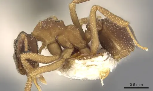 Cyphomyrmex rimosus specimen CASENT0901677 image casent0901677_3