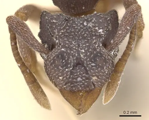 Cyphomyrmex rimosus specimen CASENT0904979 image casent0904979_2