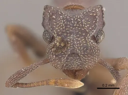 Cyphomyrmex rimosus specimen CASENT0919614 image casent0919614_2