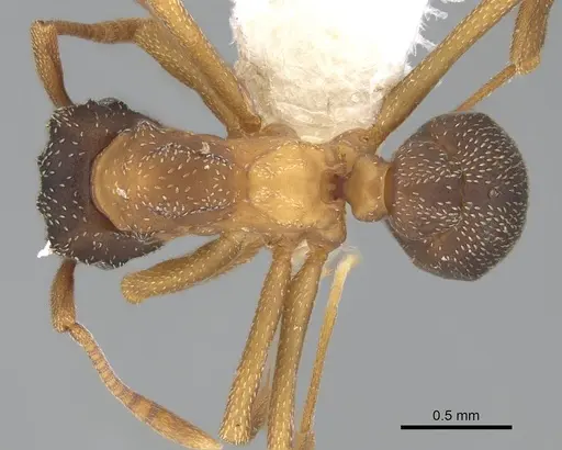 Cyphomyrmex rimosus specimen CASENT0922131 image casent0922131_1