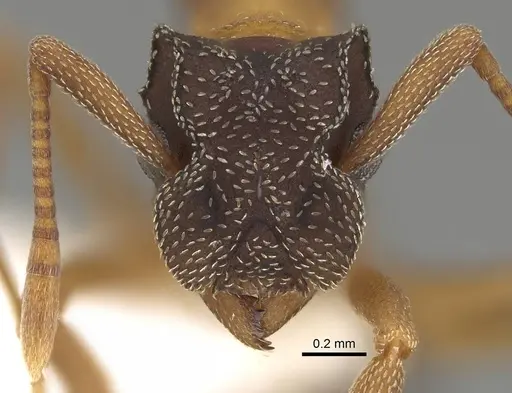 Cyphomyrmex rimosus specimen CASENT0922131 image casent0922131_2
