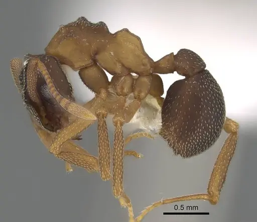 Cyphomyrmex rimosus specimen CASENT0922131 image casent0922131_3