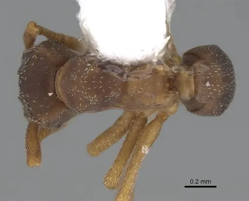 Cyphomyrmex rimosus specimen CASENT0922132 image casent0922132_1