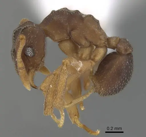 Cyphomyrmex rimosus specimen CASENT0922132 image casent0922132_3