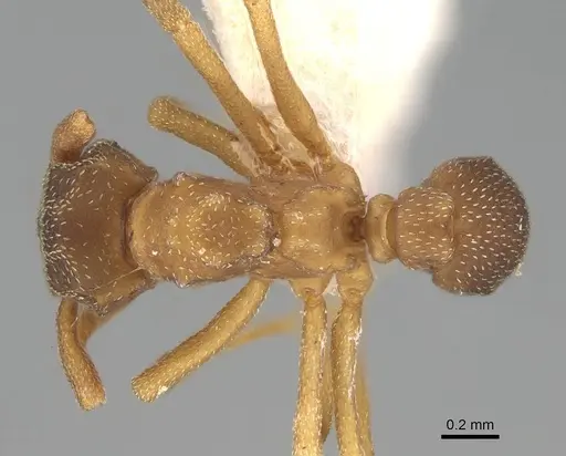 Cyphomyrmex rimosus specimen CASENT0922133 image casent0922133_1
