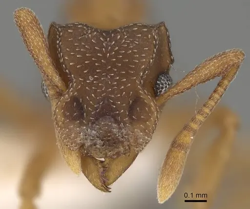 Cyphomyrmex rimosus specimen CASENT0922133 image casent0922133_2