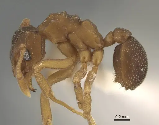 Cyphomyrmex rimosus specimen CASENT0922133 image casent0922133_3