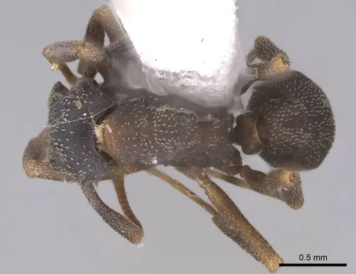 Cyphomyrmex rimosus specimen CASENT0923105 image casent0923105_1