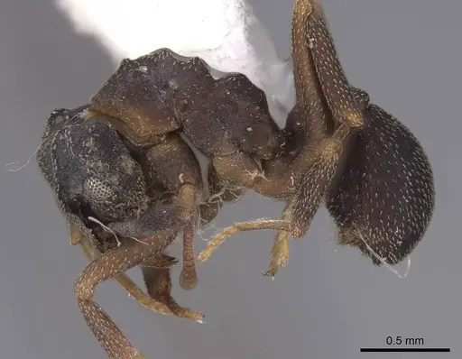 Cyphomyrmex rimosus specimen CASENT0923105 image casent0923105_3
