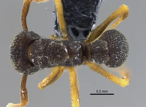 Cyphomyrmex rimosus specimen CBUMAGENT41999 image cbumagent41999_1